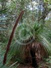 Xanthorrhoea arborea