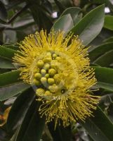 Xanthostemon chrysanthus
