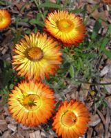 Xerochrysum bracteatum