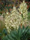 Yucca aloifolia