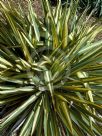 Yucca filamentosa Color Guard