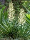 Yucca gloriosa Variegata