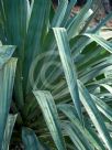 Yucca gloriosa