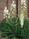 Yucca gloriosa