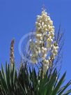 Yucca gloriosa