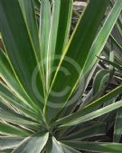 Yucca elephantipes Green & Gold