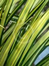 Yucca elephantipes Variegata