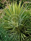 Yucca elephantipes Variegata