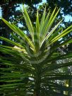 Yucca elephantipes Variegata