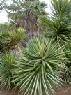 Yucca elephantipes Variegata