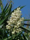 Yucca elephantipes