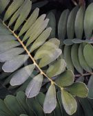 Zamia furfuracea