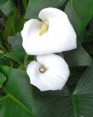 Zantedeschia aethiopica