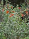 Epilobium canum