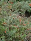 Epilobium canum