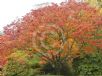 Zelkova serrata