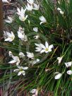 Zephyranthes candida