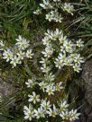 Zephyranthes candida