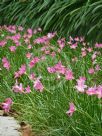 Zephyranthes carinata