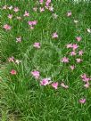 Zephyranthes carinata