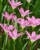 Zephyranthes rosea