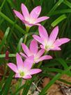 Zephyranthes rosea