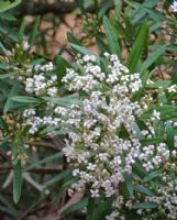 Zieria arborescens arborescens