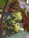 Ricinus communis