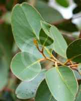 Eucalyptus serraensis