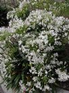 Agapanthus Snowball