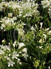 Agapanthus Snowball