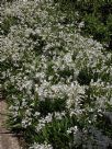 Agapanthus Snowball