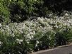 Agapanthus Snowball