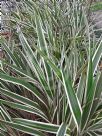 Dianella Border Silver