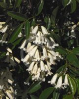 Pandorea pandorana Snowbells