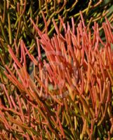 Euphorbia tirucalli Firesticks