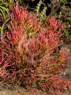 Euphorbia tirucalli Firesticks