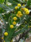 Acacia bifaria