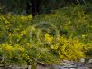 Acacia cardiophylla Gold Lace