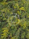 Acacia cardiophylla Gold Lace