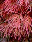 Acer palmatum Dissectum Viride Group