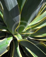 Agave desmettiana Variegata