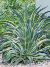 Agave desmettiana Variegata