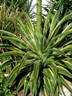 Agave desmettiana Variegata