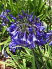 Agapanthus Black Pantha