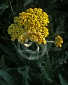 Achillea Moonshine