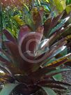 Vriesea imperialis Rubra