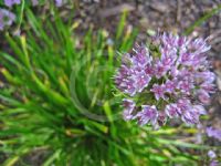 Allium angulosum