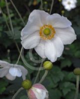 Anemone hybrida Honorine Jobert