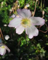 Anemone hupehensis